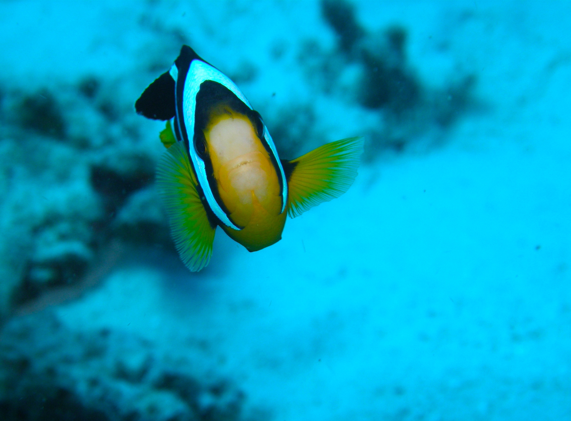 Amphiprion clarkii ("go that way", he says) Anita&#039;s Reef, Similan Islands, Thailand (2008).  Amphiprion clarkii,Clarks Anemonefish,Fall,Geotagged,Thailand