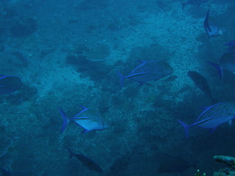 Bluefin trevally - Caranx melampygus Deep Six, Similan Islands, Thailand (2008).  Bluefin trevally,Caranx melampygus,Fall,Geotagged,Thailand