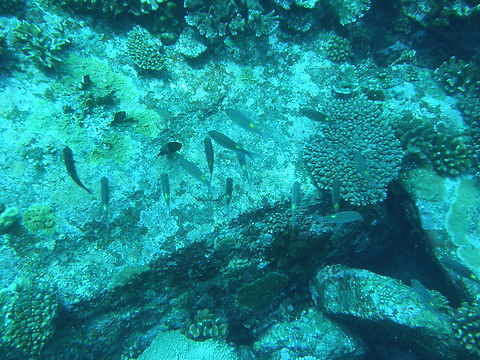 Goldspot seabream - Gnathodentex aureolineatus Deep Six, Similan Islands, Thailand (2008).  Fall,Geotagged,Gnathodentex aureolineatus,Goldspot seabream,Thailand