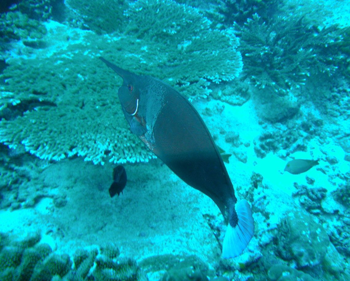 Naso brevirostris Deep Six, Similan Islands, Thailand (2008).  Fall,Geotagged,Naso brevirostris,Thailand