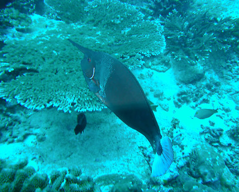 Naso brevirostris Deep Six, Similan Islands, Thailand (2008).  Fall,Geotagged,Naso brevirostris,Thailand