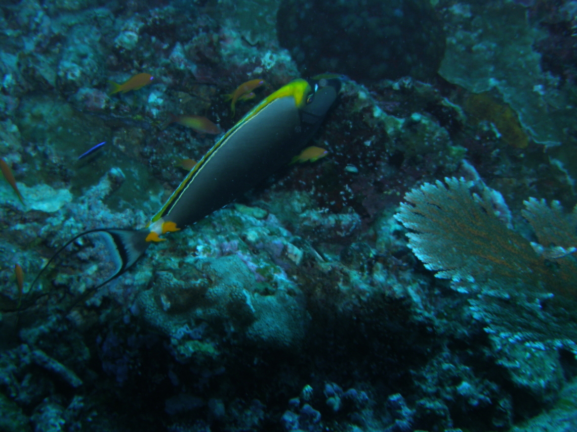 Elegant Unicornfish - Naso elegans Deep Six, Similan Islands, Thailand (2008).  Elegant Unicornfish,Fall,Geotagged,Naso elegans,Thailand