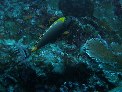 Elegant Unicornfish - Naso elegans Deep Six, Similan Islands, Thailand (2008).  Elegant Unicornfish,Fall,Geotagged,Naso elegans,Thailand
