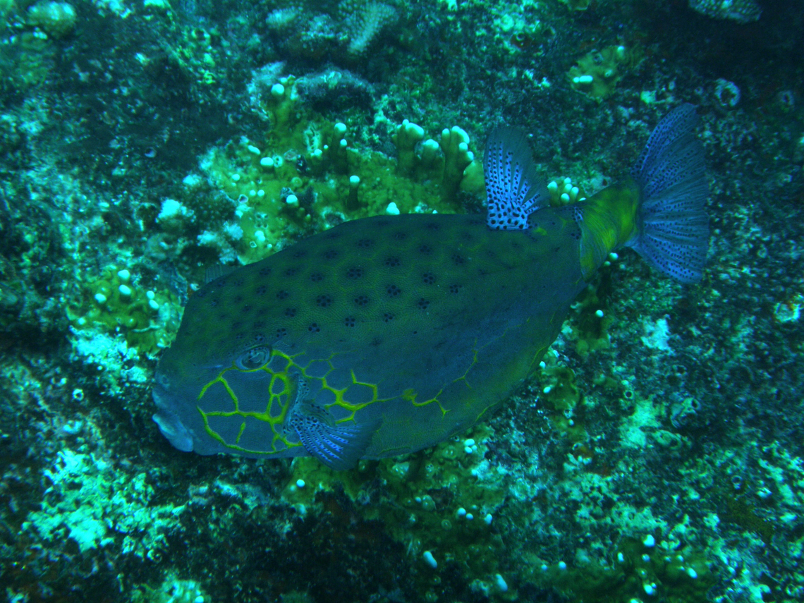 Ostracion cubicus adult Deep Six, Similan Islands, Thailand (2008).  Fall,Geotagged,Ostracion cubicus,Thailand,Yellow boxfish