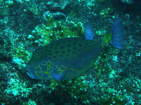 Ostracion cubicus adult Deep Six, Similan Islands, Thailand (2008).  Fall,Geotagged,Ostracion cubicus,Thailand,Yellow boxfish
