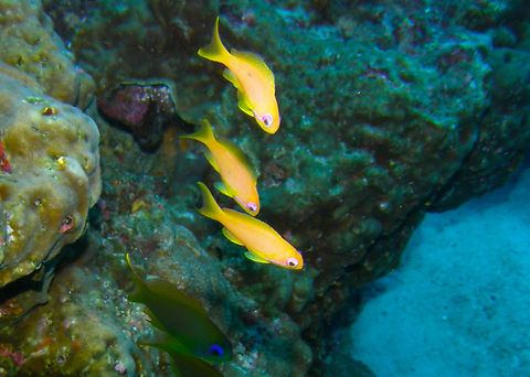 Dispar Anthias - Pseudanthias dispar Deep Six, Similan Islands, Thailand (2008).  Dispar Anthias,Fall,Geotagged,Pseudanthias dispar,Thailand