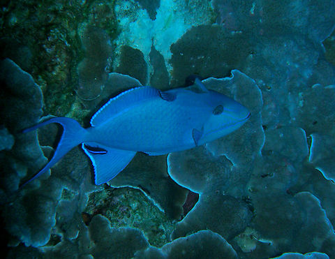 Blue triggerfish - Pseudobalistes fuscus East of Eden, Similan Islands, Thailand (2008).  Blue triggerfish,Fall,Geotagged,Pseudobalistes fuscus,Thailand