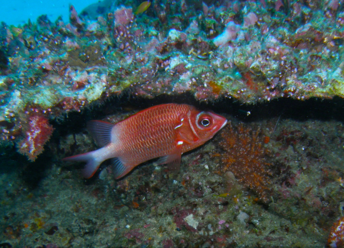 Silverspot squirrelfish - Sargocentron caudimaculatum Anita's Reef, Similan Islands, Thailand (2008). Fall,Geotagged,Sargocentron caudimaculatum,Silverspot squirrelfish,Thailand