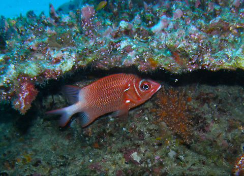 Silverspot squirrelfish - Sargocentron caudimaculatum Anita's Reef, Similan Islands, Thailand (2008). Fall,Geotagged,Sargocentron caudimaculatum,Silverspot squirrelfish,Thailand