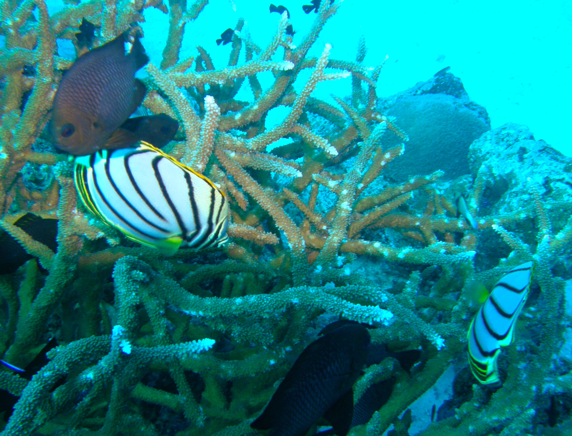 Scrawled Butterflyfish - Chaetodon meyeri Anita&#039;s Reef, Similan Islands, Thailand (2008).  Chaetodon meyeri,Fall,Geotagged,Scrawled Butterflyfish,Thailand