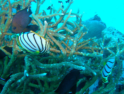 Scrawled Butterflyfish - Chaetodon meyeri Anita's Reef, Similan Islands, Thailand (2008).  Chaetodon meyeri,Fall,Geotagged,Scrawled Butterflyfish,Thailand