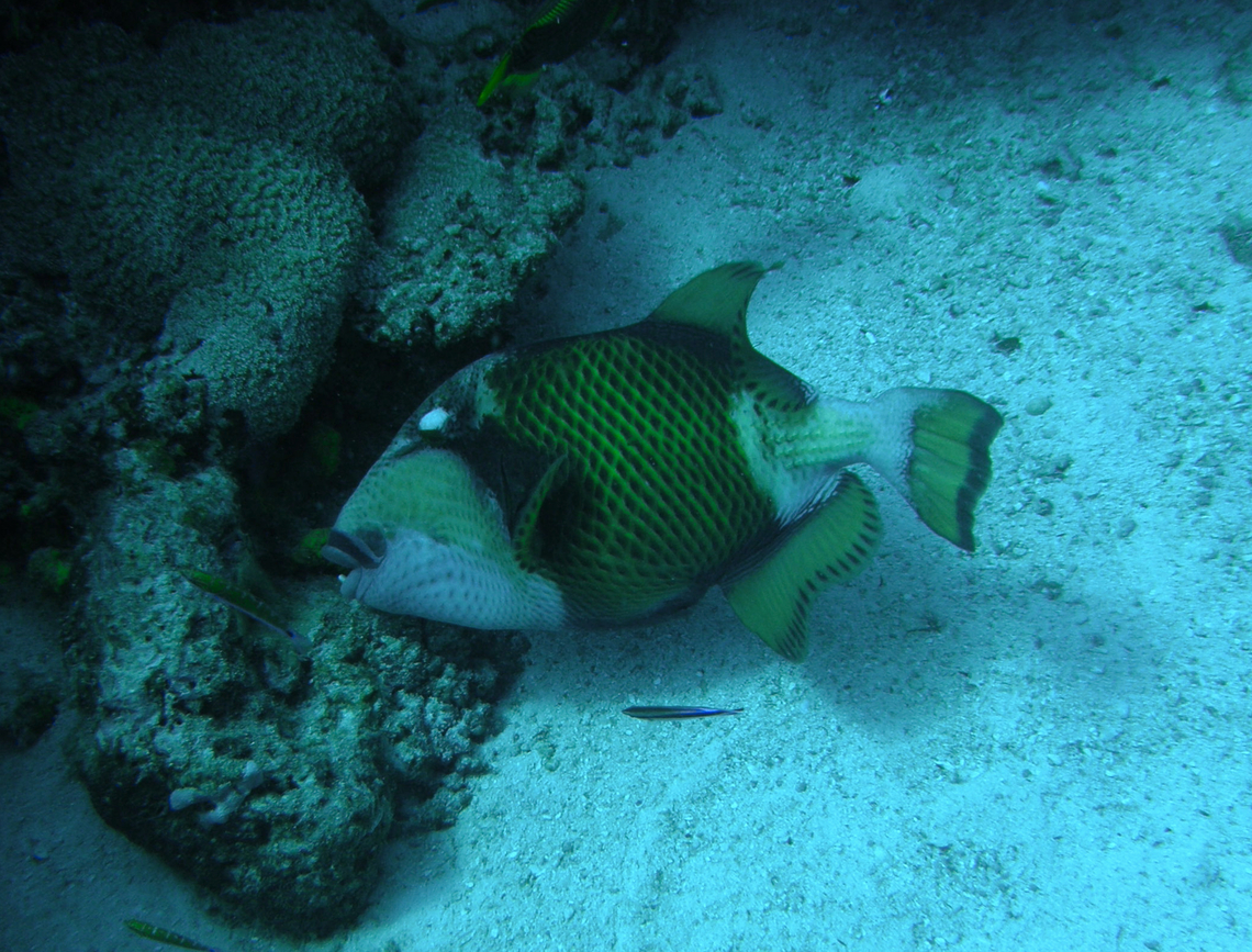 Titan triggerfish- Balistoides viridescens Anita&#039;s Reef, Similan Islands, Thailand (2008).  Balistoides viridescens,Fall,Geotagged,Thailand,Titan triggerfish