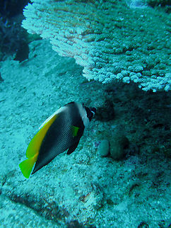 Singular bannerfish - Heniochus singularis Anita's Reef, Similan Islands, Thailand (2008).  Fall,Geotagged,Heniochus singularius,Heniochus_singularis,Thailand