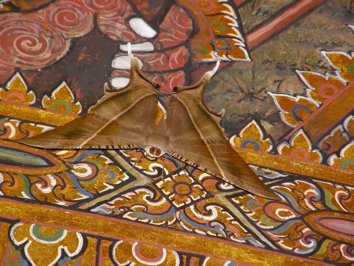 Looking for ID Nice moth in the Ramakien murlas (murak walls) of Wat Phra Kaew (Temple of the Emeral Buddha) in the Grand Palace, Bangkok, Thailand.<br />
<br />
Any tips to find the ID are highly welcome :-) Fall,Geotagged,Lyssa zampa,Thailand,Tropical swallowtail moth