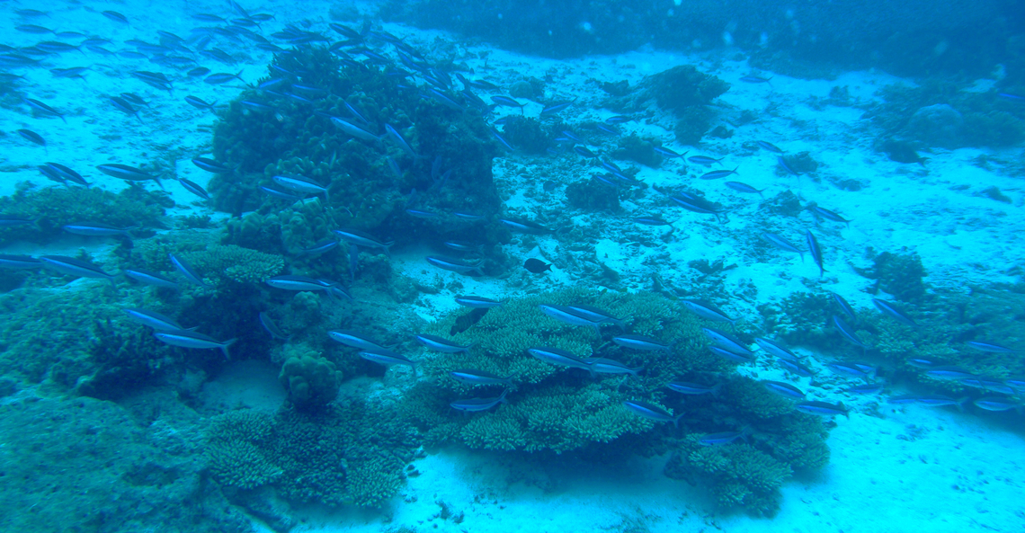 Dark-banded fusilier - Pterocaesio tile Deep Six, Similan Islands, Thailand (2008). Dark-banded fusilier,Fall,Geotagged,Pterocaesio tile,Thailand