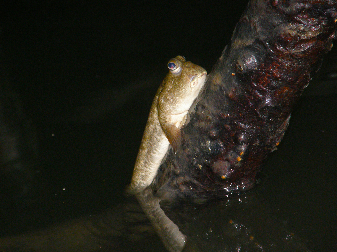Barred mudskipper - Periophthalmus argentilineatus Lod Cave, Ao Phang Nga, Thailand (2008). Barred mudskipper,Fall,Geotagged,Periophthalmus argentilineatus,Thailand