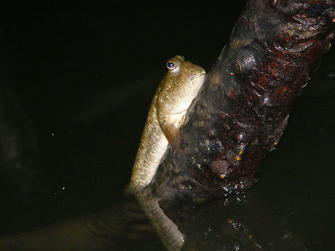 Barred mudskipper - Periophthalmus argentilineatus Lod Cave, Ao Phang Nga, Thailand (2008). Barred mudskipper,Fall,Geotagged,Periophthalmus argentilineatus,Thailand