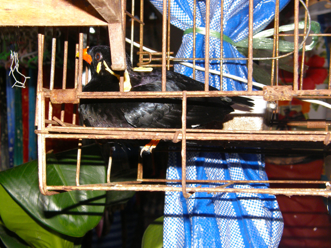 Common Hill Myna - Gracula  religiosa Kept as pet by villagers in Koh Panyee, Ao Phang Nga, Thailand (2008). Common Hill Myna,Fall,Geotagged,Gracula  religiosa,Thailand