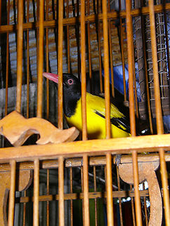 Black hooded oriole - Oriolus xanthornus Kept as pet by villagers in Koh Panyee, Ao Phang Nga, Thailand (2008).  Black hooded oriole,Fall,Geotagged,Oriolus xanthornus,Thailand