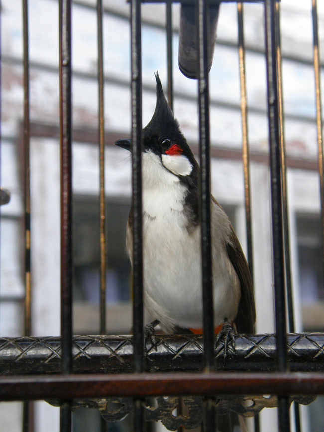 Red Whiskered Bulbul - Pycnonotus jocosus Kept as pet by villagers in Koh Panyee, Ao Phang Nga, Thailand (2008).  Fall,Geotagged,Pycnonotus jocosus,Red Whiskered Bulbul,Thailand