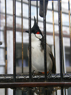 Red Whiskered Bulbul - Pycnonotus jocosus Kept as pet by villagers in Koh Panyee, Ao Phang Nga, Thailand (2008).  Fall,Geotagged,Pycnonotus jocosus,Red Whiskered Bulbul,Thailand