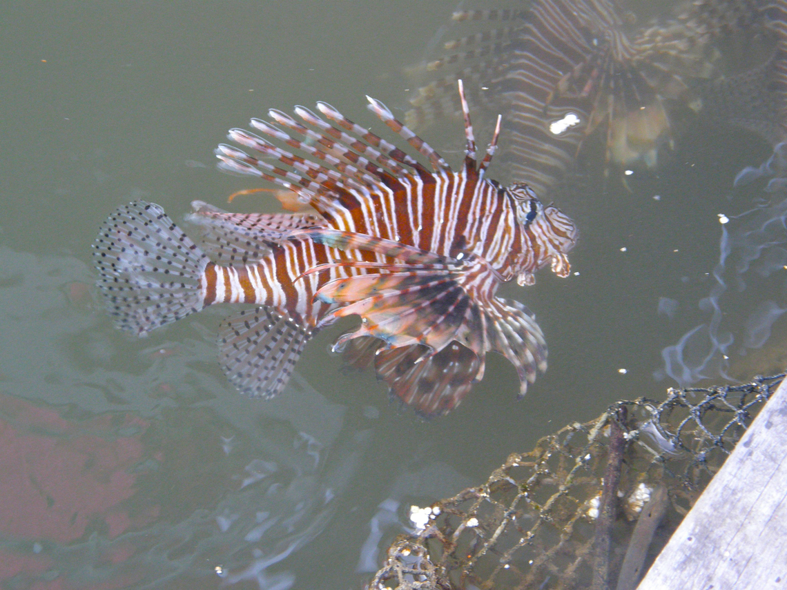 Red lionfish - Pterois volitans Panyee Island - Thailand (2008) Fall,Geotagged,Pterois volitans,Red lionfish,Thailand