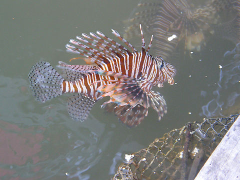Red lionfish - Pterois volitans Panyee Island - Thailand (2008) Fall,Geotagged,Pterois volitans,Red lionfish,Thailand