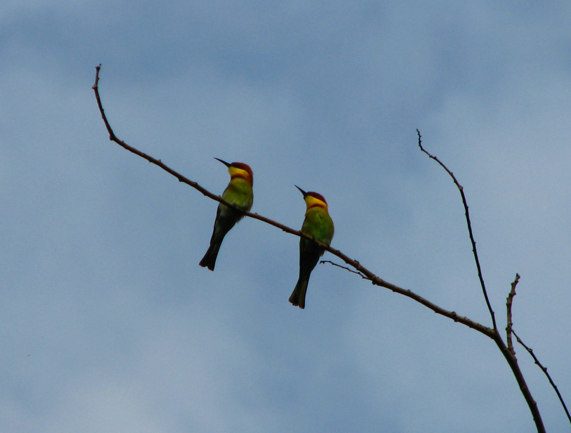 Chesnut headed bee eater - Merops leschenaulti Ao Nang Beach, Krabi, Thailand (2008). Chesnut headed bee eater,Fall,Geotagged,Merops leschenaulti,Thailand