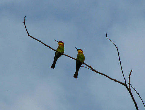Chesnut headed bee eater - Merops leschenaulti Ao Nang Beach, Krabi, Thailand (2008). Chesnut headed bee eater,Fall,Geotagged,Merops leschenaulti,Thailand