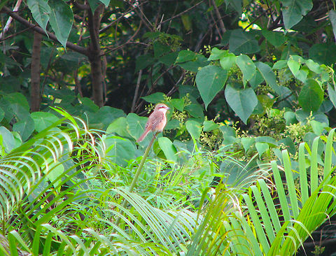Brown Shrike - Lanius cristatus Ao Nang Beach, Krabi, Thailand (2008). Brown Shrike,Fall,Geotagged,Lanius cristatus,Thailand