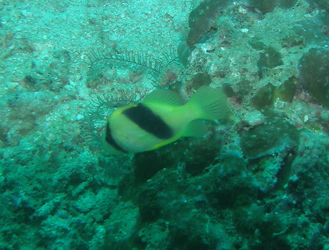 Barred Soapfish - Diploprion bifasciatum Phi Phi Lei Wall dive, Thailand (2008). Barred Soapfish,Diploprion bifasciatum,Fall,Geotagged,Thailand