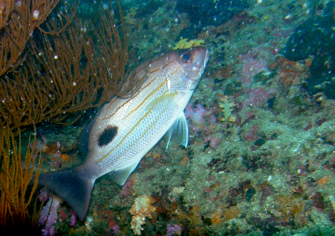Russell's snapper - Lutjanus russeli Phi Phi Lei Wall, Thailand (2008). Fall,Geotagged,Lutjanus russeli,Lutjanus russellii,Thailand