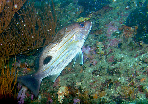 Russell's snapper - Lutjanus russeli Phi Phi Lei Wall, Thailand (2008). Fall,Geotagged,Lutjanus russeli,Lutjanus russellii,Thailand