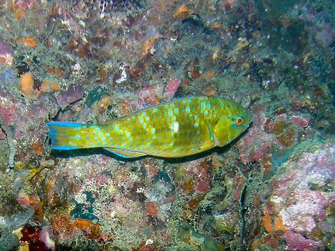 Bluebarred Parrotfish - Scarus ghobban Color variant. Phi Phi Lei Wall, Thailand (2008). Bluebarred Parrotfish,Fall,Geotagged,Scarus ghobban,Thailand