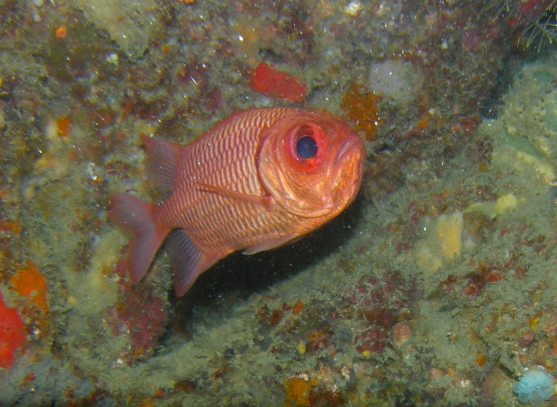 Double-Tooth Soldierfish - Myripristis hexagona Phi Phi Lei Wall, Thailand (2008). Double-Tooth Soldierfish,Fall,Geotagged,Myripristis hexagona,Thailand