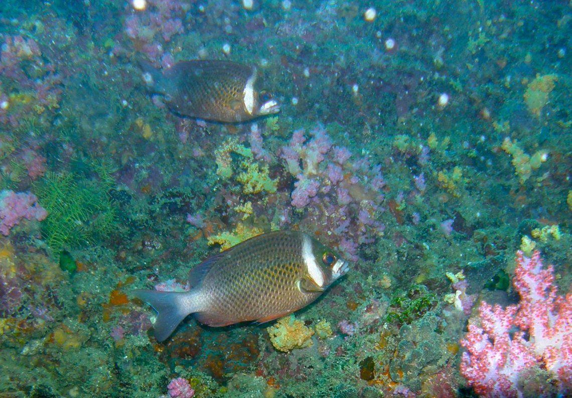 Whitecheek Monocle Bream - Scolopsis torquatus Phi Phi Lei, Thailand (2008). Fall,Geotagged,Scolopsis torquatus,Thailand,Whitecheek Monocle Bream