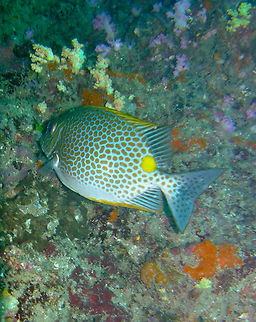 Orange-spotted spinefoot - Siganus guttatus Phi Phi Lei Wall, Thailand (2008). Fall,Geotagged,Orange-spotted spinefoot,Siganus guttatus,Thailand