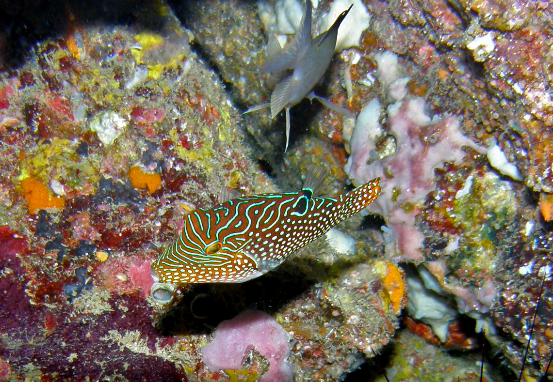Solander'sToby - Canthigaster solandri Koh Bida Nai, Thailand (2008). Canthigaster solandri,Fall,Geotagged,Thailand