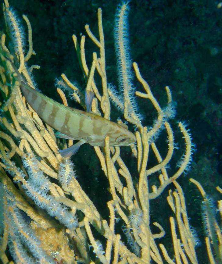 Brownbarred grouper - Cephalopholis boenak Koh Bida Nai, Thailand (2008). Brownbarred grouper,Cephalopholis boenak,Fall,Geotagged,Thailand