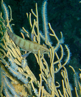 Brownbarred grouper - Cephalopholis boenak Koh Bida Nai, Thailand (2008). Brownbarred grouper,Cephalopholis boenak,Fall,Geotagged,Thailand