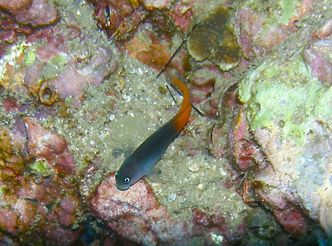 Bicolor blenny - Ecsenius bicolor Koh Bida Nai, Thailand (2008). Bicolor blenny,Ecsenius bicolor,Fall,Geotagged,Thailand