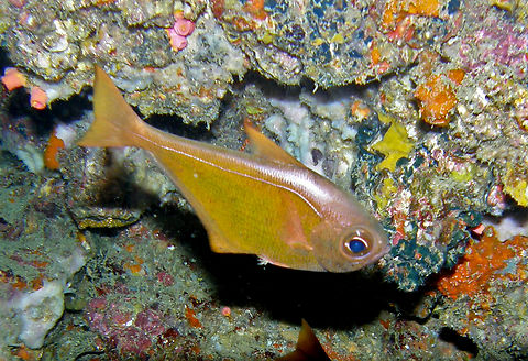 Copper Sweeper - Pempheris oualensis Koh Bida Nai, Thailand (2008). Copper Sweeper,Fall,Geotagged,Pempheris oualensis,Thailand