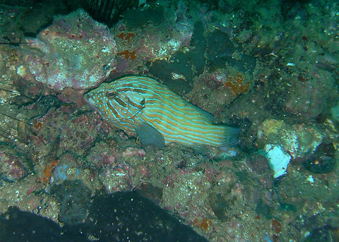 Bluelined hind - Cephalopholis formosa Koh Bida nai, Thailand (2008). Cephalopholis formosa,Fall,Geotagged,Thailand