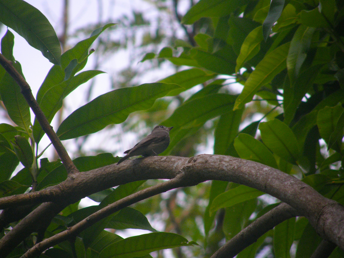Dark-sided flycatcher - Muscicapa sibirica Ao Nang Beach, Krabi, Thailand 92008). Dark-sided flycatcher,Fall,Geotagged,Muscicapa sibirica,Thailand