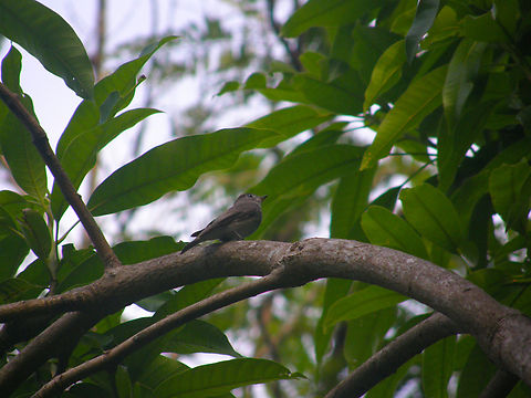 Dark-sided flycatcher - Muscicapa sibirica Ao Nang Beach, Krabi, Thailand 92008). Dark-sided flycatcher,Fall,Geotagged,Muscicapa sibirica,Thailand
