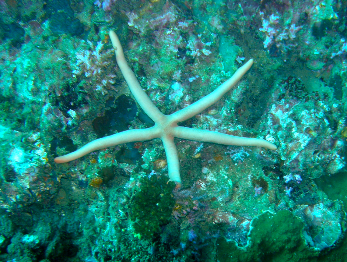 Guilding's Sea Star - Linckia guildingi Koh Bida Nok, Thailand (2008). Fall,Geotagged,Guilding's Sea Star,Linckia guildingi,Thailand