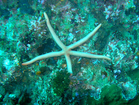 Guilding's Sea Star - Linckia guildingi Koh Bida Nok, Thailand (2008). Fall,Geotagged,Guilding's Sea Star,Linckia guildingi,Thailand