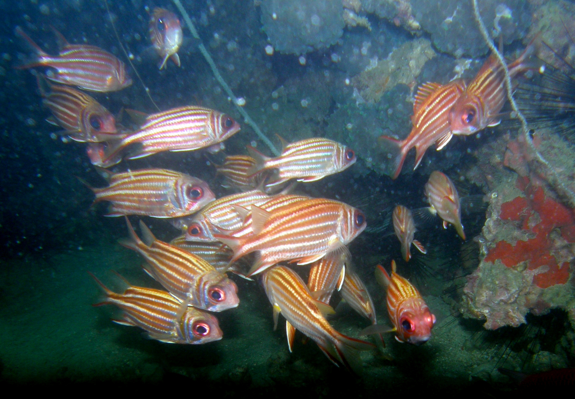 Redcoat - Sargocentron rubrum Twins dive site, Koh Tao, Thailand (2008). Fall,Geotagged,Sargocentron rubrum,Thailand
