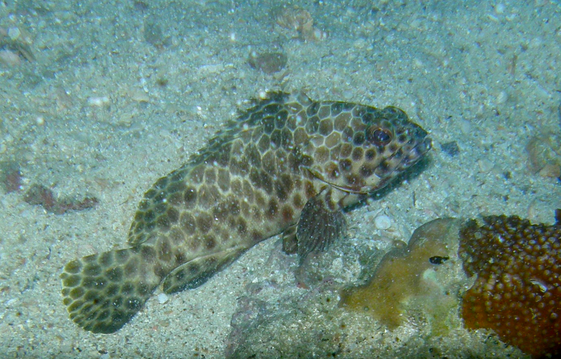 Honeycomb grouper - Epinephelus merra Twins dive site, Koh Tao, Thailand (2008).  Epinephelus merra,Fall,Geotagged,Honeycomb grouper,Thailand