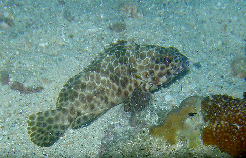 Honeycomb grouper - Epinephelus merra Twins dive site, Koh Tao, Thailand (2008).  Epinephelus merra,Fall,Geotagged,Honeycomb grouper,Thailand